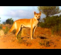 Classifying the Dingo