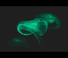 The Fascinating World of Bioluminescence: Nature's Magical Light Show